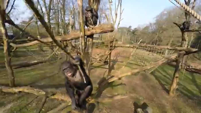 Chimpansees Burgers’ Zoo halen wereldnieuws