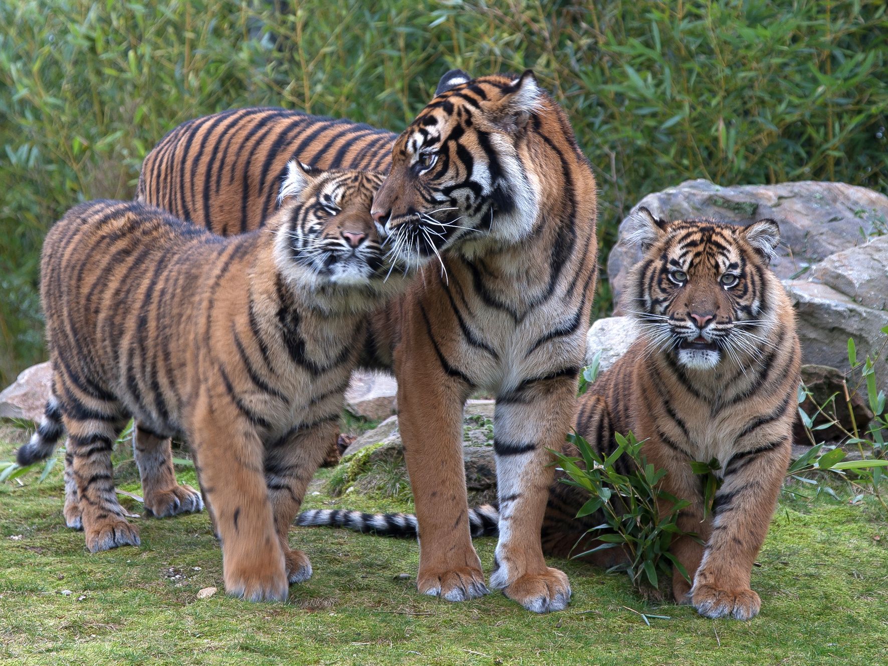 Königlicher Burgers’ Zoo sehr erfolgreich bei Nachzucht von Tigern