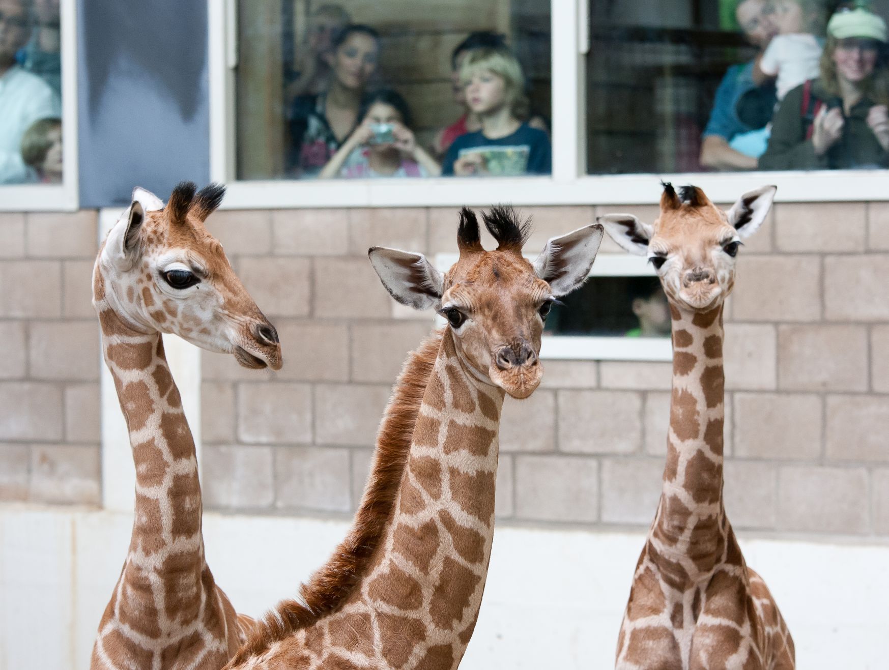 Babyalarm im Burgers‘ Zoo: Dreifacher Giraffennachwuchs in acht Tagen