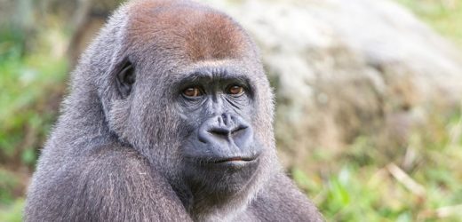 Affenpark Apenheul erwartet Gorilla-Nachwuchs