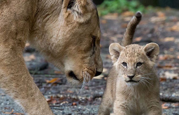 Löwennachwuchs im Burgers‘ Zoo bereit für das Außengehege