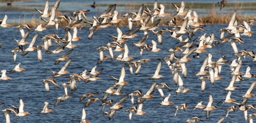 Niederlande und Niedersachsen packen Wiesenvogelschutz gemeinsam an