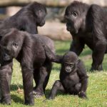Gorillas im Burgers' Zoo
