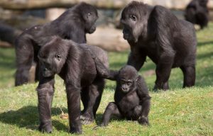 Gorillas im Burgers' Zoo