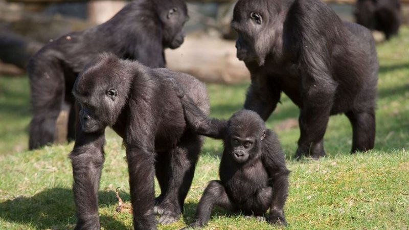 Gorillas im Burgers' Zoo