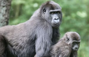 Gorilla im Burgers' Zoo