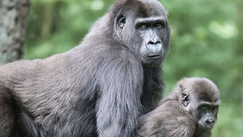 Gorilla im Burgers' Zoo