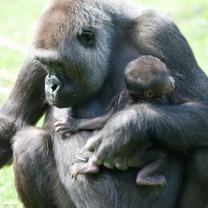 Gorilla im Burgers' Zoo