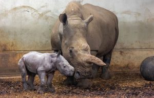 Nashorn im Burgers' Zoo