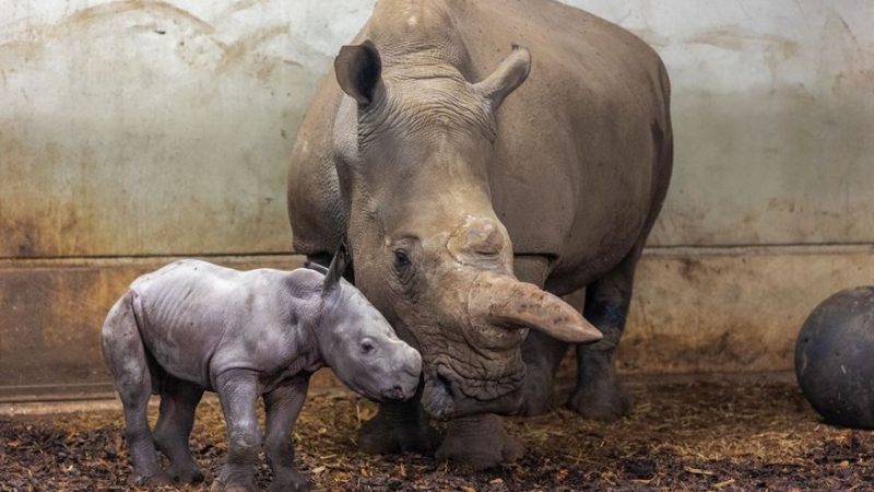 Nashorn im Burgers' Zoo