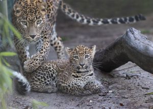 Leopard erkundet im Lockdown Burgers' Zoo