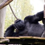 Nederlands-Duitse bijeenkomst over duurzaamheid in Burgers’ Zoo