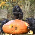 Schimpansen im Burgers' Zoo