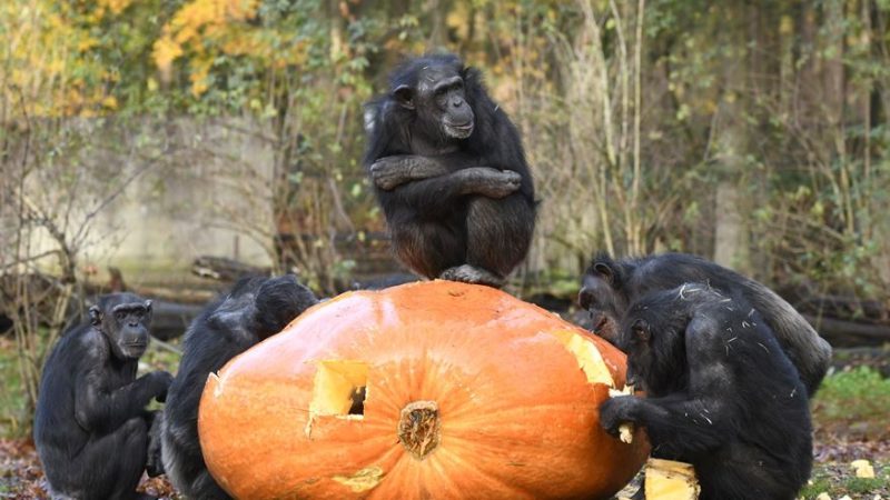 Schimpansen im Burgers' Zoo