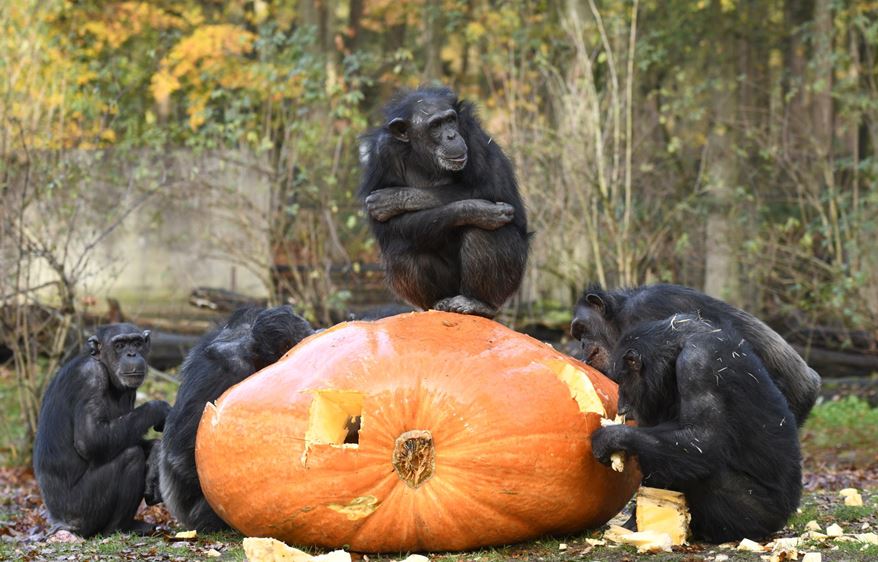 Schimpansen im Burgers‘ Zoo knacken Riesenkürbisse