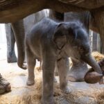 Elefantenbaby in WILDLANDS geboren