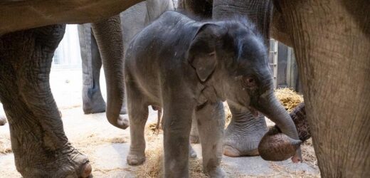 Elefanten-Nachwuchs im grenznahen Zoo WILDLANDS