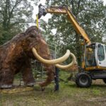 Der Mammutkopf wird platziert. Foto: Mira Meijer, Königlicher Burgers' Zoo
