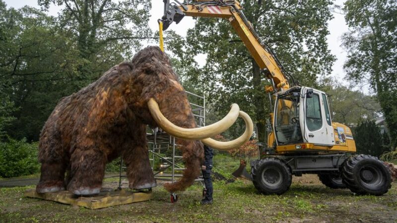 Der Mammutkopf wird platziert. Foto: Mira Meijer, Königlicher Burgers' Zoo