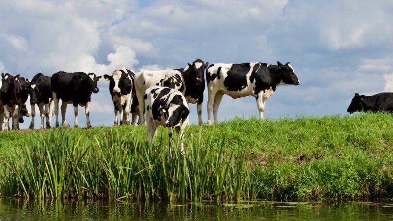 Zwart-witte koeien langs een sloot in een weiland.