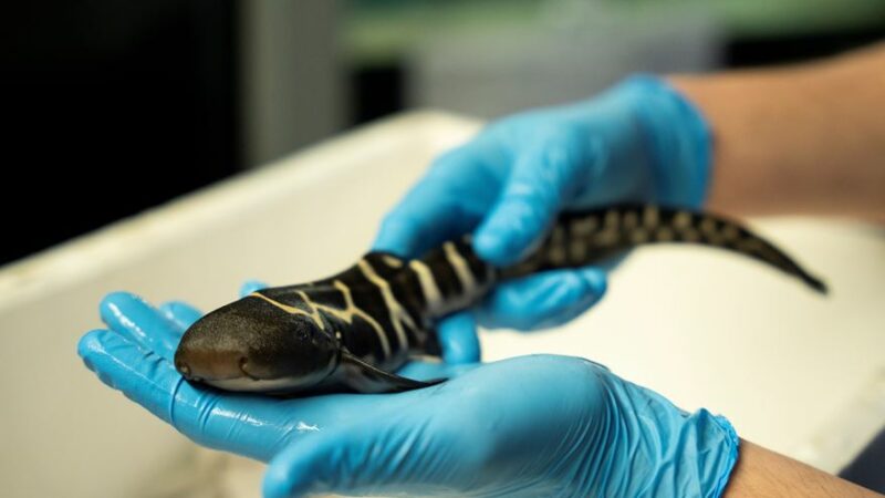 Die erfolgreiche Nachzucht des Leopardenhais im Burgers' Zoo ist ein kleines Wunder. Foto: Burgers' Zoo