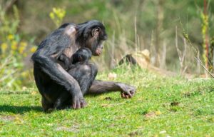 Apenheul Bonobo Baby