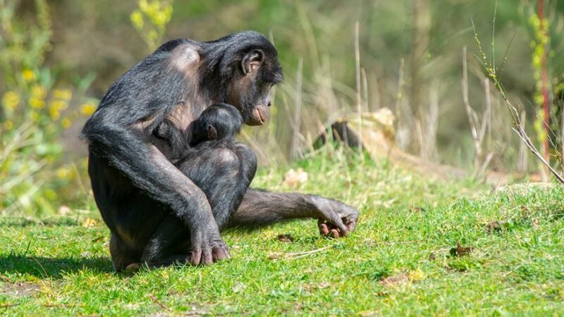 Apenheul Bonobo Baby