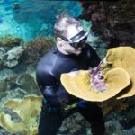 Korallenernte im Burgers' Zoo. Foto: Königlicher Burgers' Zoo