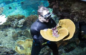 Korallenernte im Burgers' Zoo. Foto: Königlicher Burgers' Zoo