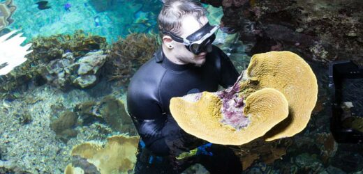 Tropische Korallen reisen von Arnheim nach Berlin