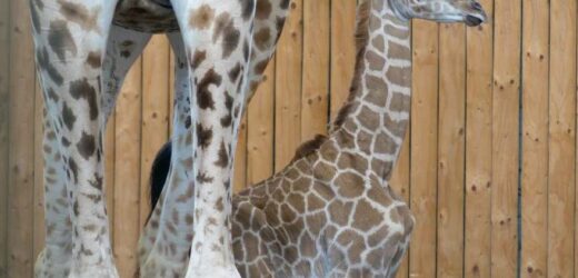 WILDLANDS freut sich über Giraffen-Nachwuchs