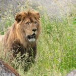 Emmener Zoo WILDLANDS freut sich über löwenstarken Zuwachs