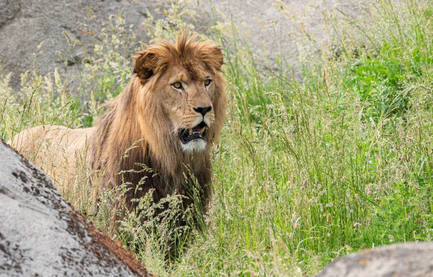 Emmener Zoo WILDLANDS freut sich über löwenstarken Zuwachs
