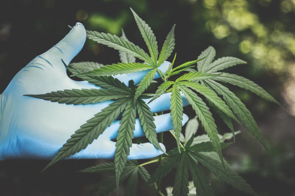 Legalisering cannabis doorn in het oog van Duitse functionarissen