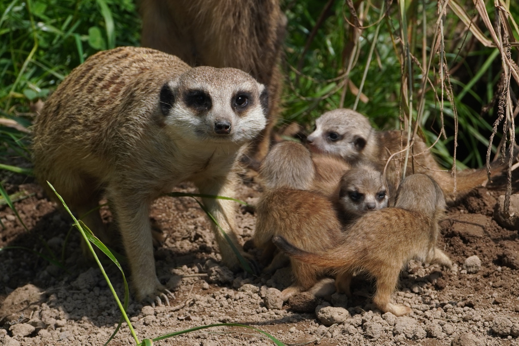 Nieuwe dieren, nieuwe verblijven en een nieuw bezoekersrecord