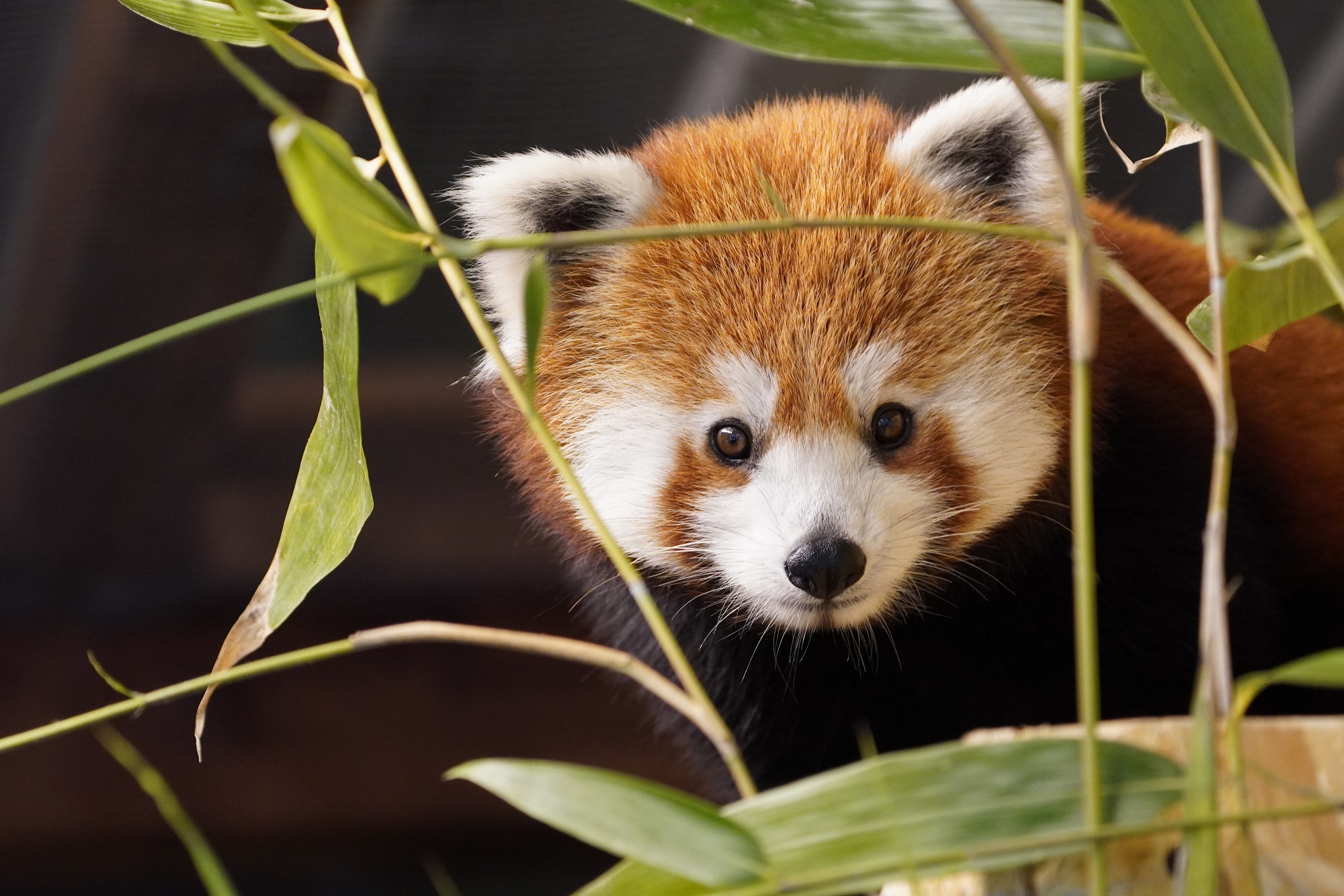 Rode panda in Tiergarten Kleve. (c) Tiergarten Kleve