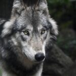 Tag und Nacht Standby für den Einsatz bei Zwischenfällen mit Wölfen
