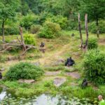 Apenheul beherbergt größte Gorillagruppe in den Niederlanden