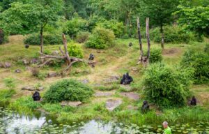 Gorillagruppe Apenheul