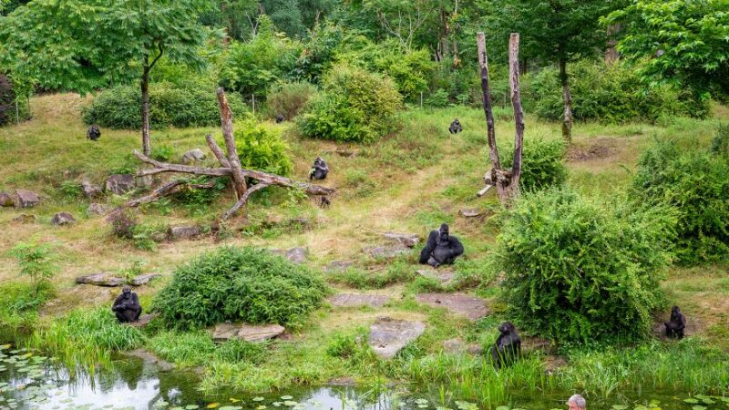 Gorillagruppe Apenheul