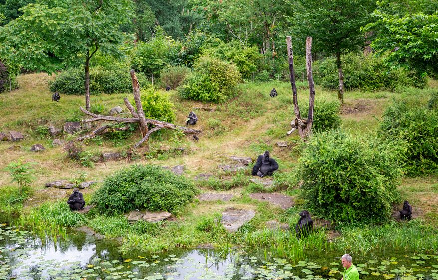 Gorillagruppe Apenheul