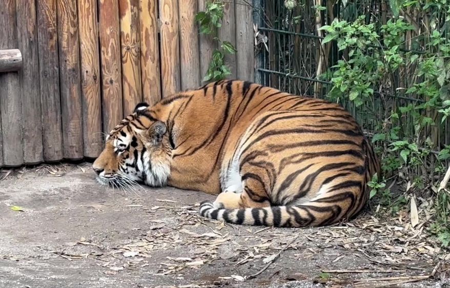 Der neue Amurtiger im ZooParc Overloon. Foto: ZooParc Overloon