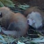 Zwei Rote Pandas im ZooParc Overloon geboren
