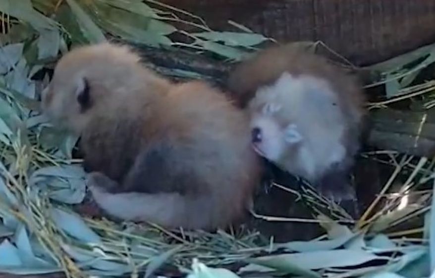 Rote Pandas ZooParc Overloon