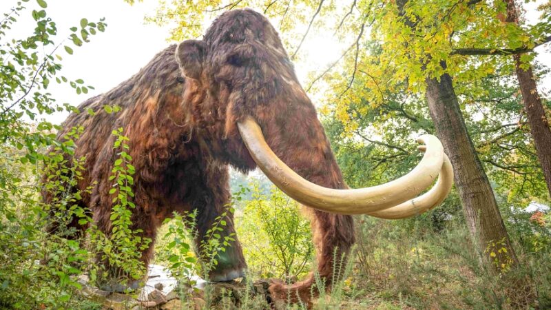 Mammut im ZooParc. Foto: ZooParc Overloon