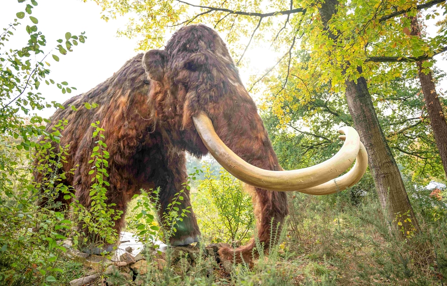 Mammut im ZooParc. Foto: ZooParc Overloon