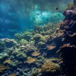 Burgers’ Zoo nimmt 13 Meeresbewohner aus Stuttgart auf