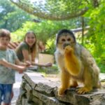 Zwei neue Attraktionen im Affenpark Apenheul