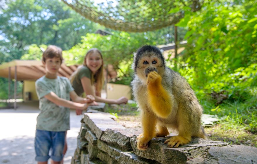 Kinder mit Totenkopfaffe im Affenpark Apenheul